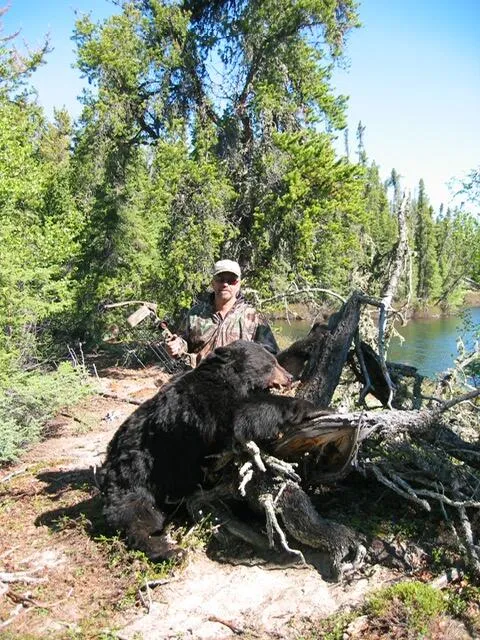 Black Bear — Boreal Forest
